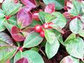 checkerberry ، boxberry ، American wintergreen
